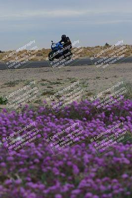 media/Jan-14-2023-SoCal Trackdays (Sat) [[497694156f]]/Turn 14 Exit Bloomig (145pm)/